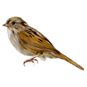 Sparrow PNG-20115